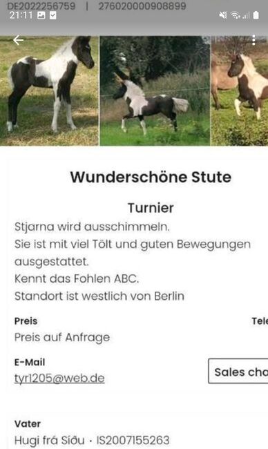 Zauberhafte 4 Gängerin mit viel Tölt ( Klettur Enkelin), Martina Holz, Horses For Sale, Nauen/ OT Markee, Image 6