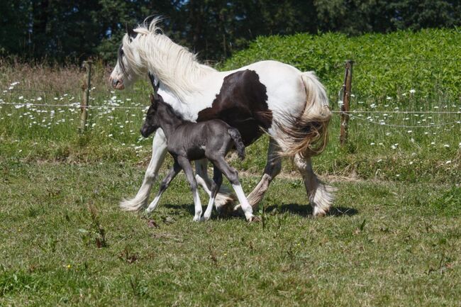 Zauberhafte Mini Tinker Barbie Stute - Top-Gelegenheit, Kerstin Rehbehn (Pferdemarketing Ost), Horses For Sale, Nienburg