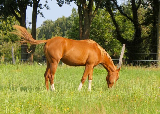 zauberhafte Quarter Horse Stute, Kerstin Rehbehn (Pferdemarketing Ost), Horses For Sale, Nienburg