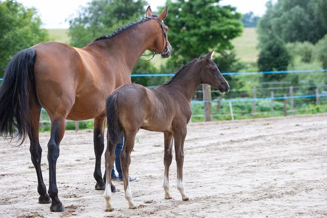 Zuchtstute, Kathrin , Horses For Sale, Tenze , Image 3