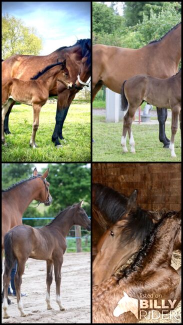 Zuchtstute, Kathrin , Horses For Sale, Tenze , Image 10