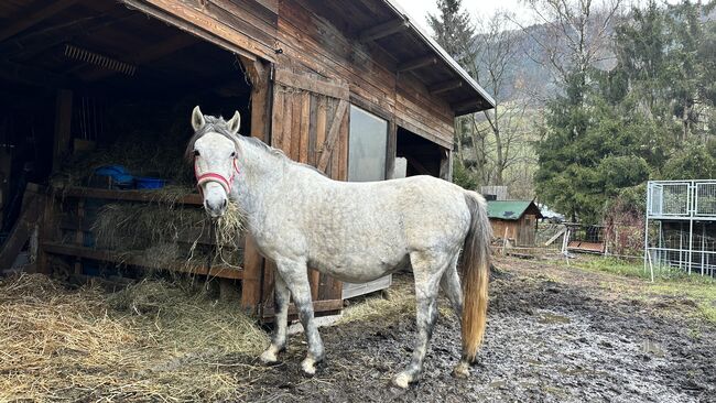 Zuchtstute Lippizaner Mix, Ingrid Erdkönig, Horses For Sale, Eselberg, Image 2