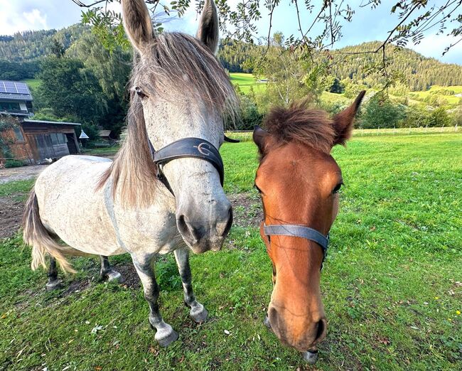 Zuchtstute Lippizaner Mix, Ingrid Erdkönig, Horses For Sale, Eselberg, Image 4