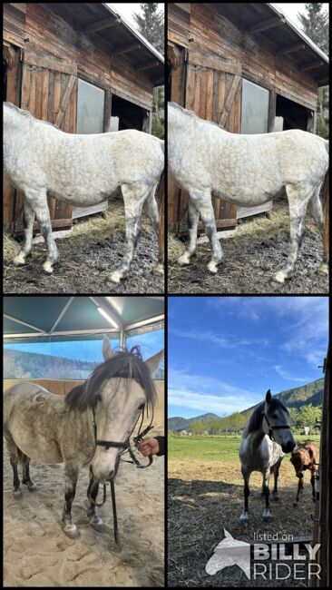 Zuchtstute Lippizaner Mix, Ingrid Erdkönig, Horses For Sale, Eselberg, Image 14