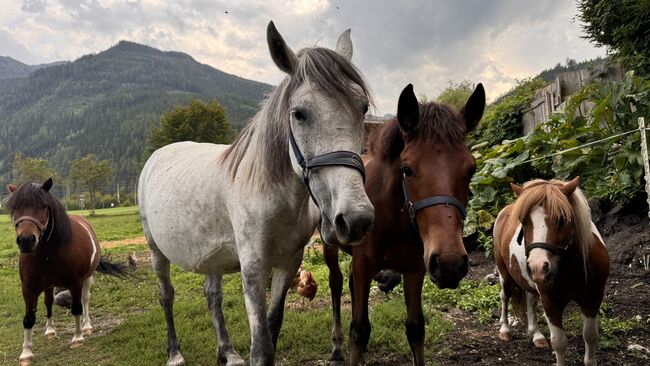 Zuchtstute Lippizaner Mix, Ingrid Erdkönig, Horses For Sale, Eselberg, Image 3