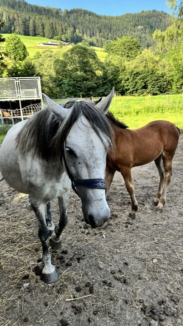 Zuchtstute Lippizaner Mix, Ingrid Erdkönig, Horses For Sale, Eselberg, Image 6