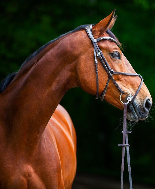 Zuchtstute mit guter Abstammung (Concetto x Cento), Katharina Roth , Horses For Sale, Burgthann 