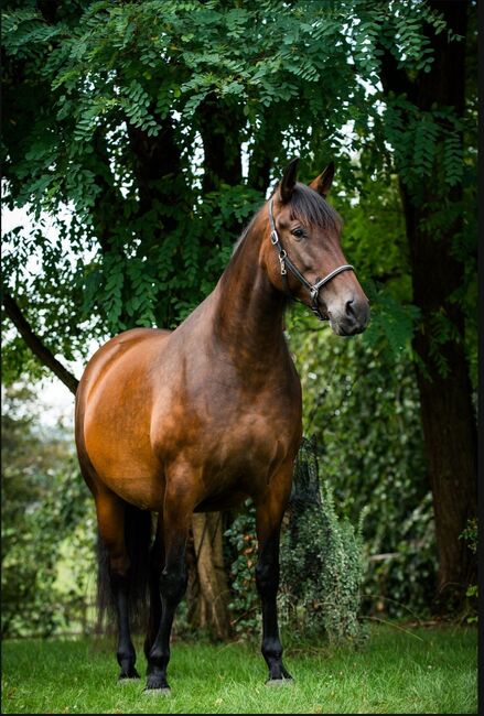 Zuchtstute Naranja – Nachwuchsstute mit exzellenter Escalera-Abstammung und besten Mutterqualitäten, Yeguada Wiesca (Angelika Willms) (Yeguada Wiesca), Horses For Sale, Ruppichteroth , Image 7