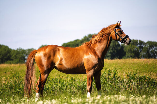 Zuchtstute, freizeitpferd, Henrike Folkens , Horses For Sale, Butjadingen 