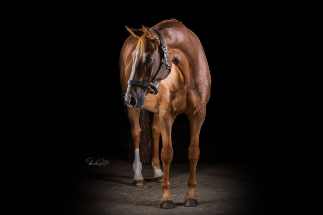 Zuchtstute ( rüther x pilot), M.schauss, Horses For Sale, Arnsberg