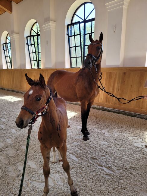 Zuchtstute wegen Zuchtaufgabe abzugeben, Manuela Walter , Horses For Sale, Vaalermoor