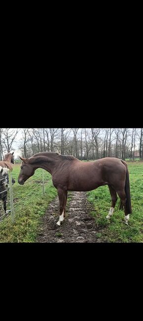 Zuchtstute vom Wunderhengst Totilas, Dirk Pattberg , Horses For Sale, Bohmte