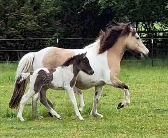 Zuchtpaket: angerittene Mutter mit tollem Stutfohlen - für weitere Zucht oder Freizeitreiten, ElfenPferde, Horses For Sale, Seesen