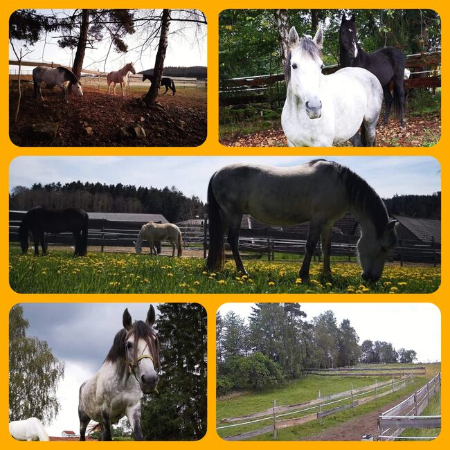 Aufzuchtsplatz für Absetzer oder Jährling / Stute oder zukünftigen Wallach, RSeidl, Horse Stables, Ober Rosenauerwald, Image 3