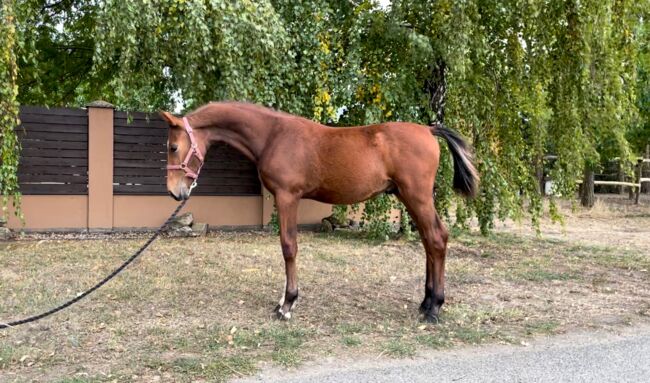 For Felling promising foal, Melissza, Horses For Sale, Kondoros
