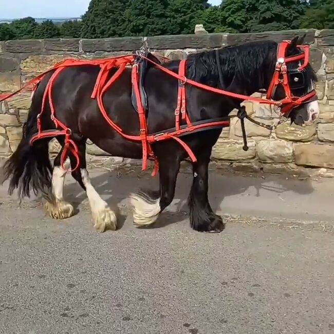 For part loan only, Romany Eggerton , Horses For Sale, Wakefield 