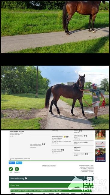 For sale  4 yo geldig 170 stcik, Zima Roland , Horses For Sale, Szarvas, Image 4