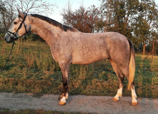For sale 5 year old mare, Zima Roland , Horses For Sale, Szarvas, Image 2