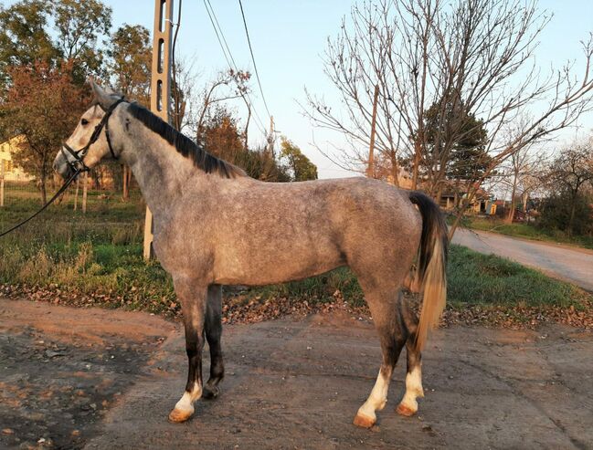 For sale 5 year old mare, Zima Roland , Horses For Sale, Szarvas, Image 3