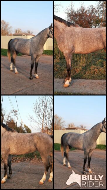 For sale 5 year old mare, Zima Roland , Horses For Sale, Szarvas, Image 5