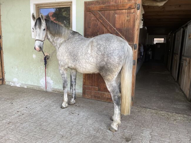 Verkaufe 6-jährigen Lipizzaner Wallach, Bettina, Horses For Sale, Seeham, Image 2