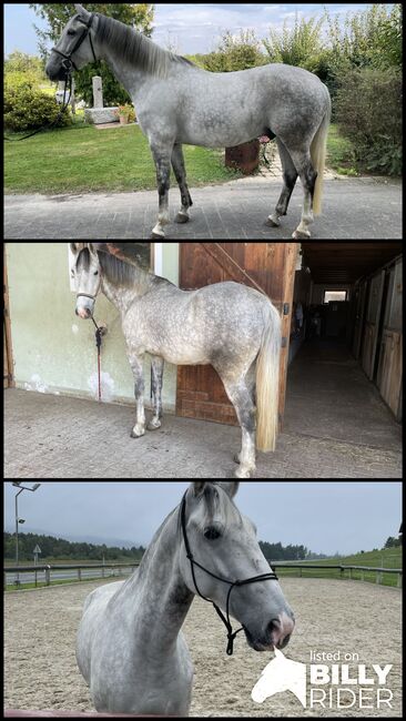 Verkaufe 6-jährigen Lipizzaner Wallach, Bettina, Horses For Sale, Seeham, Image 4