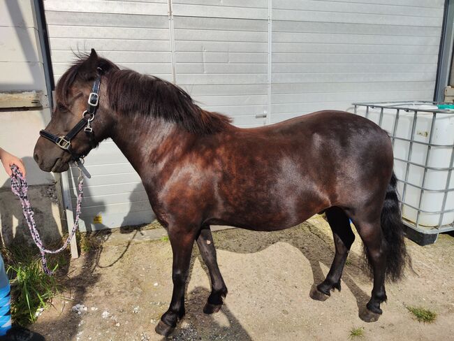 Verkaufe schönen Wallach, Anne, Horses For Sale, Züssow , Image 2