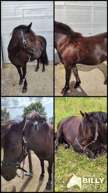 Verkaufe schönen Wallach, Anne, Horses For Sale, Züssow , Image 5