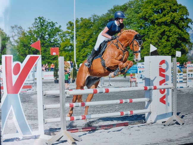 Verkaufe bildhübsches Freizeitpferd, Sabrina, Horses For Sale, Meiningen, Image 5