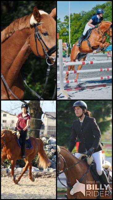 Verkaufe bildhübsches Freizeitpferd, Sabrina, Horses For Sale, Meiningen, Image 8