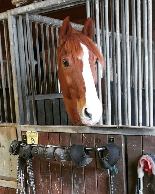 Verkaufe bildhübsches Freizeitpferd, Sabrina, Horses For Sale, Meiningen, Image 6