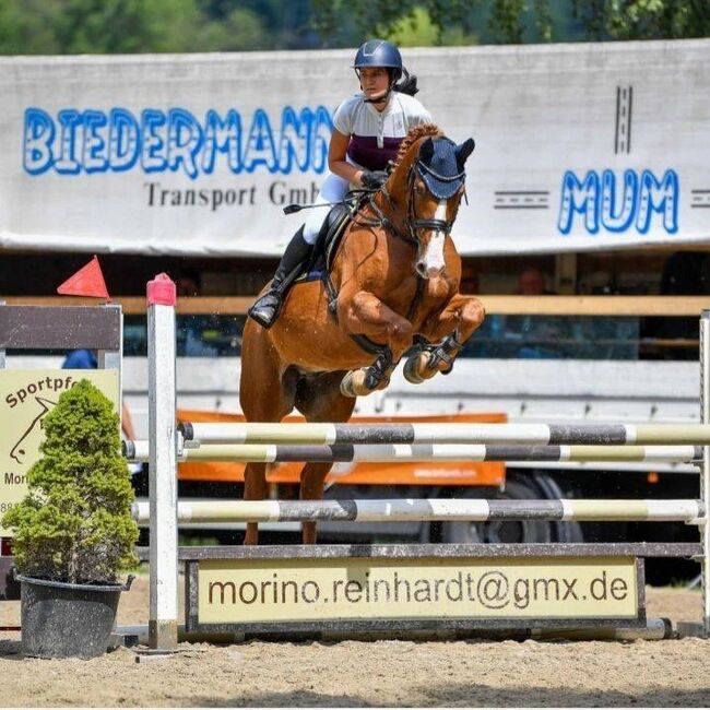 Verkaufe bildhübsches Freizeitpferd, Sabrina, Horses For Sale, Meiningen, Image 7