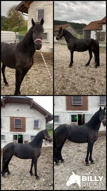 Verkaufe schöne Stute, Friedhelm Hanusch , Horses For Sale, Feldkirchen, Image 6