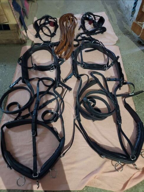 Verkaufe schönes Zweispännergeschirr, Jenny, Horse Harness, Perg, Image 3