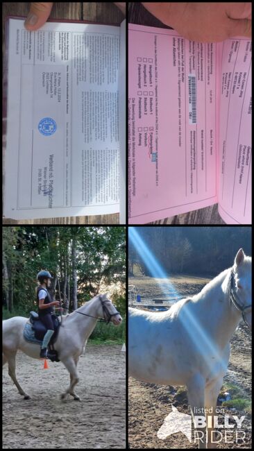 Verkaufe (Zucht)Stute, Anita, Horses For Sale, Freiwalddorf, Image 5