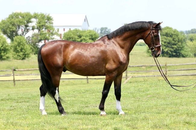 **For Sale: Charming Bay DUTCH WARMBLOOD** 9 Yrs old 16hh., COMET, Pferd kaufen, Hamburg