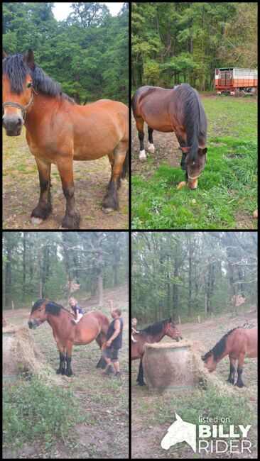 Verkaufe kaltblutgespann Hengst und stute, Sven schönian, Horses For Sale, Teuchern, Image 5