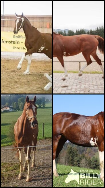 Verkaufe Tolle KWPN Stute, Lucky, Horses For Sale, Windischgarsten, Image 8