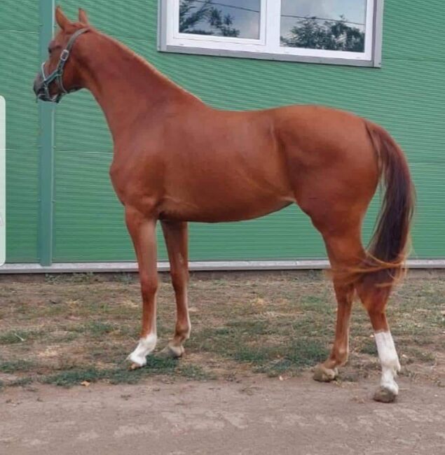 For sale  hungary sport horse 2.5 yo mare, Zima Roland , Pferd kaufen, Szarvas, Abbildung 2