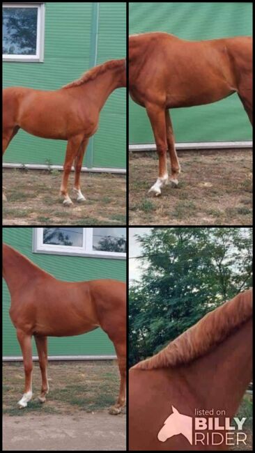 For sale  hungary sport horse 2.5 yo mare, Zima Roland , Pferd kaufen, Szarvas, Abbildung 5