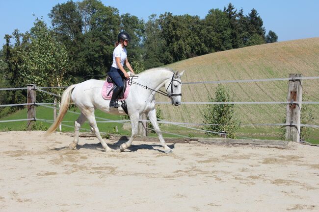 Verkaufe hübsche Lippizanermixstute, Kerstin , Horses For Sale, Meggenhofen