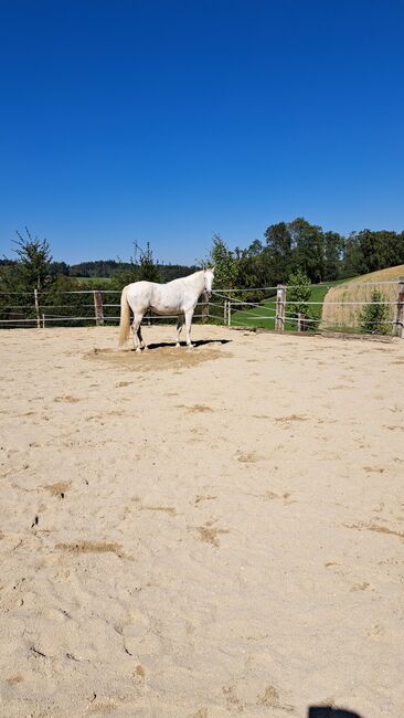 Verkaufe hübsche Lippizanermixstute, Kerstin , Horses For Sale, Meggenhofen, Image 4