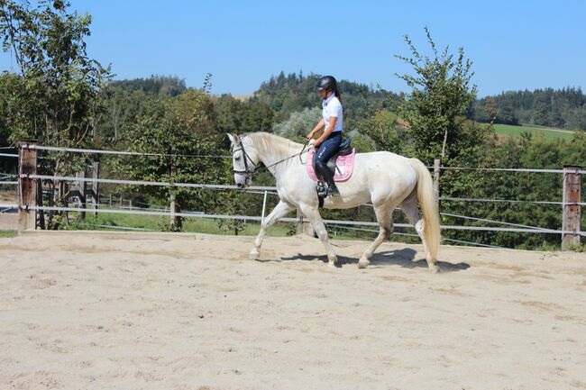 Verkaufe hübsche Lippizanermixstute, Kerstin , Horses For Sale, Meggenhofen, Image 2