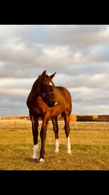 Verkaufe hübschen Sächsisch-Thüringer Schweren Warmbluthengstfohlen, Stefanie Charstedt , Horses For Sale, Groß Kreutz (havel)