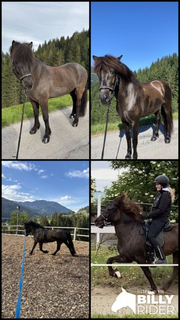 Verkaufe Superliebe Islandstute, Annika Pacholik, Horses For Sale, Annaberg im Lammertal, Image 7