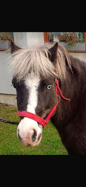 Verkaufe Tinker-Mix Wallach und Pony Gespann, Leony , Horses For Sale, Büchenbeuren, Image 9