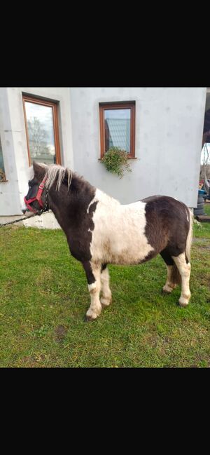 Verkaufe Tinker-Mix Wallach und Pony Gespann, Leony , Horses For Sale, Büchenbeuren, Image 6