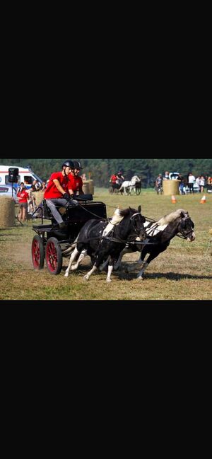 Verkaufe Tinker-Mix Wallach und Pony Gespann, Leony , Horses For Sale, Büchenbeuren, Image 6