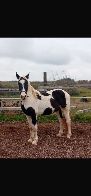 Verkaufe Tinker-Mix Wallach und Pony Gespann, Leony , Horses For Sale, Büchenbeuren, Image 3