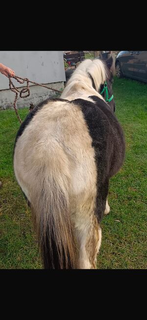 Verkaufe Tinker-Mix Wallach und Pony Gespann, Leony , Horses For Sale, Büchenbeuren, Image 2